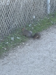 Sciurus niger