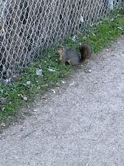 Sciurus niger