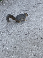 Sciurus niger