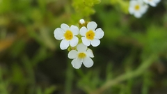 Plagiobothrys stipitatus micranthus