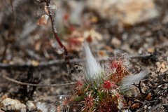 Drosera spilos