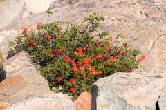 Castilleja applegatei applegatei