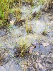 Eleocharis lanceolata