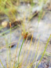 Eleocharis lanceolata