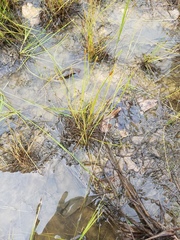 Eleocharis lanceolata