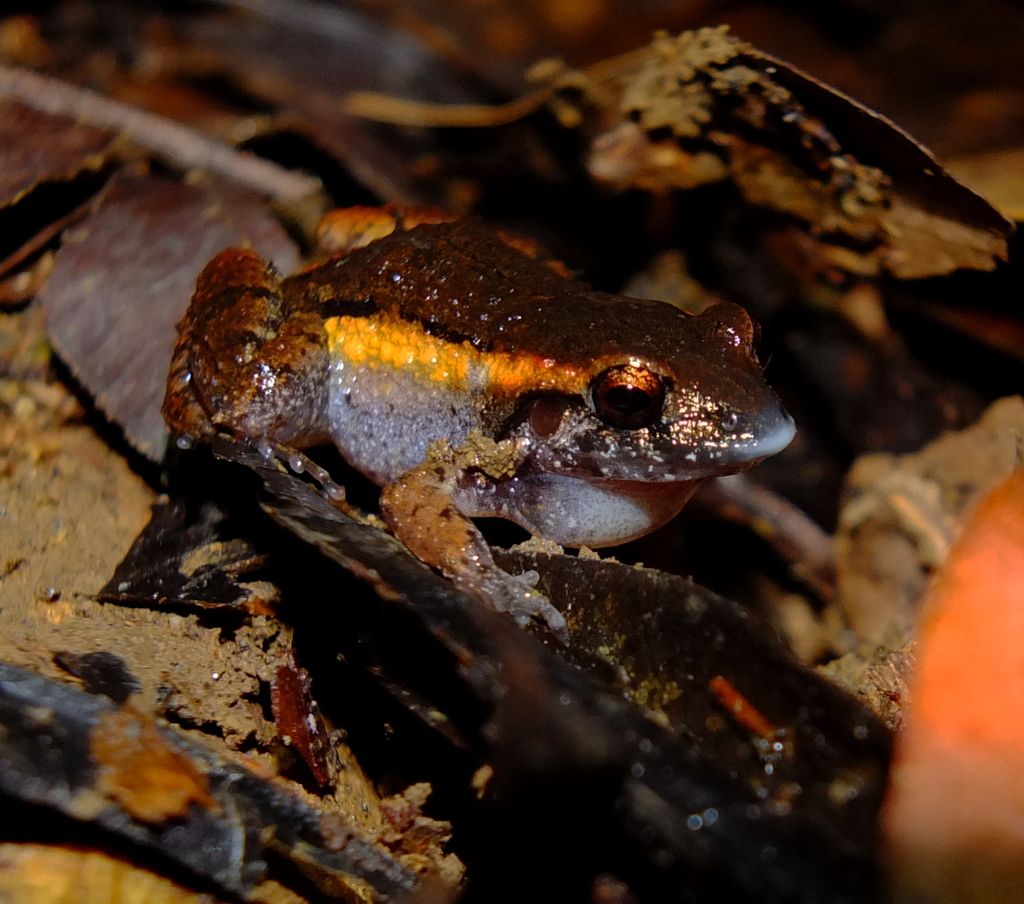Heyer's Tropical Bullfrog