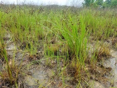 Eleocharis lanceolata