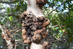 Cylindrocarpon didymum