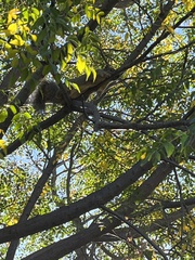 Sciurus niger