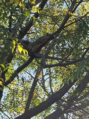 Sciurus niger