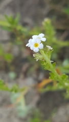 Plagiobothrys stipitatus micranthus