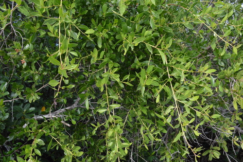 Conocarpus erectus image