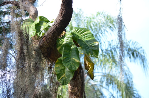 Epipremnum aureum image