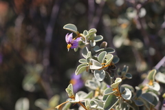 Solanum orbiculatum orbiculatum
