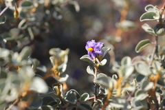 Solanum orbiculatum orbiculatum