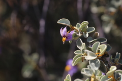Solanum orbiculatum orbiculatum
