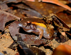 Heyer's Tropical Bullfrog photo 2