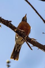Turdus migratorius