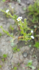 Plagiobothrys stipitatus micranthus