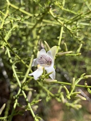 Prostanthera nudula