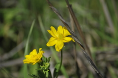 Ranunculus macranthus