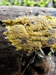 Phlebiodontia subochracea
