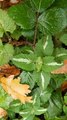 Lamium maculatum