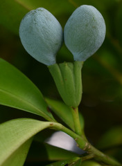 Podocarpus dispermus