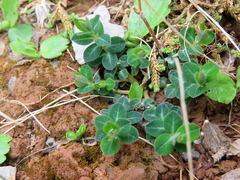 Euphorbia dimorphocaulon
