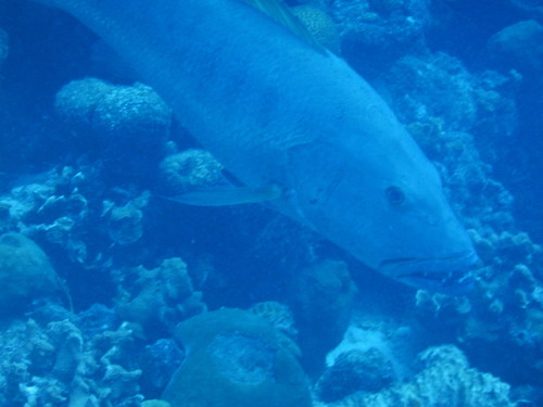 Canteen snapper (Lutjanus cyanopterus) — Lutjanidae — 5