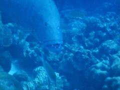 Lutjanus cyanopterus