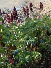 Melianthus
