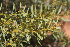 Acacia rostellifera