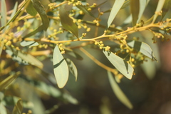 Acacia rostellifera
