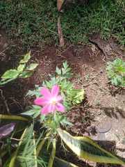 Cosmos caudatus