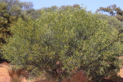 Acacia rostellifera