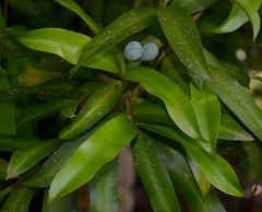 Podocarpus dispermus