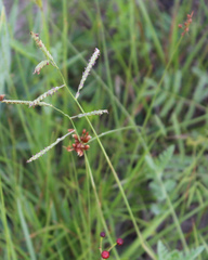 Paspalum plicatulum