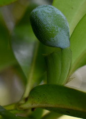 Podocarpus dispermus