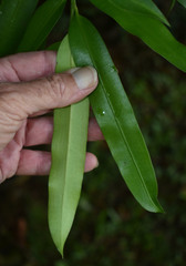 Podocarpus dispermus
