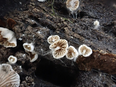 Entoloma pitereka