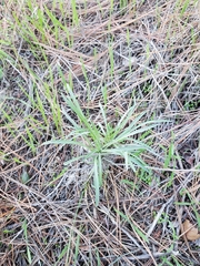 Erysimum suffrutescens