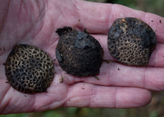 Athertonia diversifolia