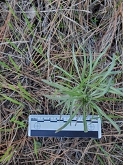 Erysimum suffrutescens