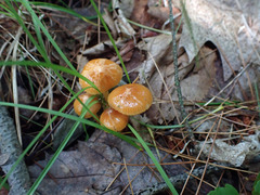 Gliophorus perplexus
