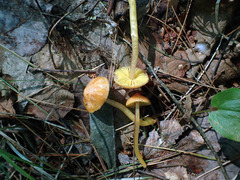 Gliophorus perplexus