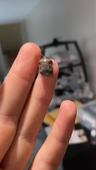 Holcostethus limbolarius