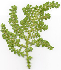 Pilea trianthemoides