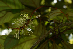 Athertonia diversifolia