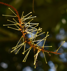 Athertonia diversifolia